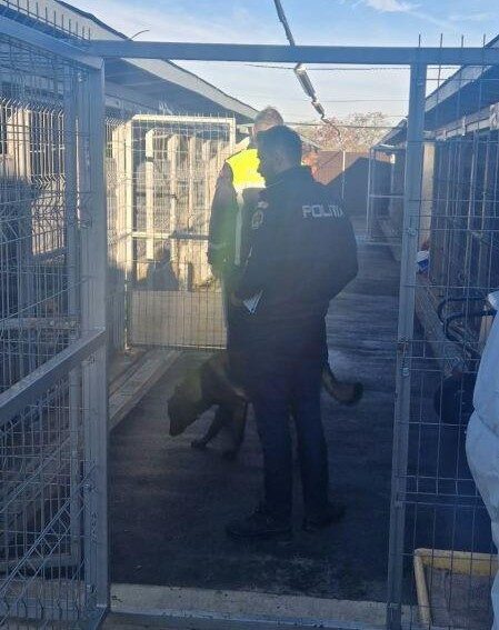 CONTROALE. Adăpostul de câini din Carei, verificat de polițiști! Ce au urmărit oamenii legii în timpul controlului