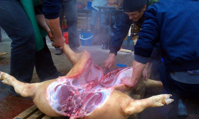 SIGURANȚA ALIMENTARĂ. Suspiciune de trichineloză la un porc sacrificat în județul Satu Mare! Ce au descoperit analizele